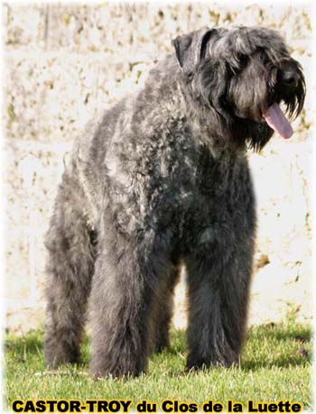 bouvier des flandres du clos de la luette - copyright déposé